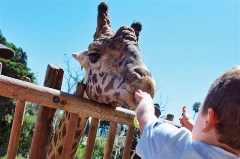 Santa barbara zoological - 1,388 reviews. #9 of 239 things to do in Santa Barbara. Zoos. Closed now. 9:30 AM - 5:00 PM. Write a review. About. This zoo with a view was once a posh estate owned by a coffee and tea merchant; now it's the lush domain …